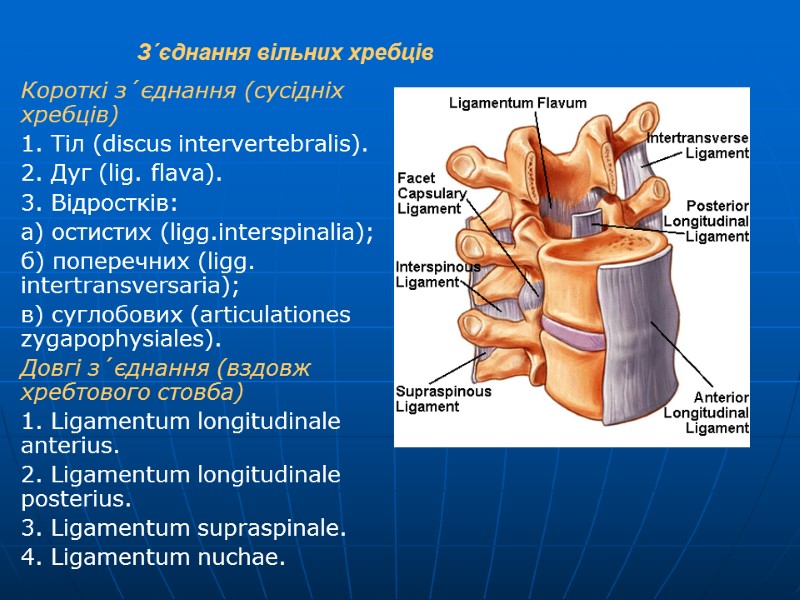 З´єднання вільних хребців Короткі з´єднання (сусідніх хребців) 1. Тіл (discus intervertebralis). 2. Дуг (lig.